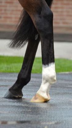 a close up of a horse's legs and feet with grass in the background