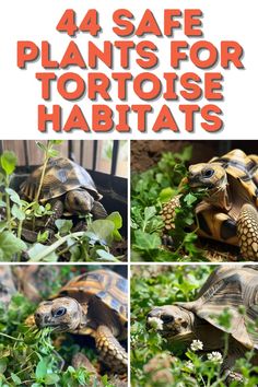 four photos of tortoises in the grass with text that reads 4 safe plants for tortoise habitats