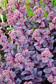 purple flowers are blooming in the garden