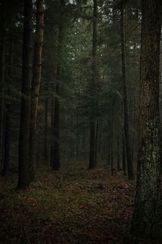 a dark forest filled with lots of tall trees