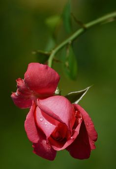 two red roses with water droplets on them