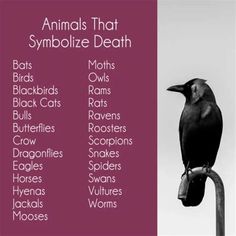 What Animal Represents Death. There are any references about What Animal Represents Death in here. you can look below. I hope this article about What Animal Represents Death can be useful for you. Please remember that this article is for reference purposes only. #what #animal #represents #death Spider Symbolism, Native American Animal Symbols, Turtle Symbolism, Animal Guides, Serbia And Montenegro, Spirit Animals, Waves Tattoo, Science Fiction Tv