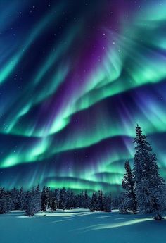 the aurora bores show on instagram, with trees in the foreground and snow covered ground