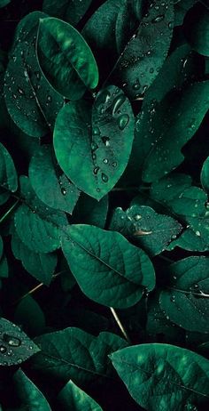 green leaves with water droplets on them are shown in this close up photo, which appears to be very dark