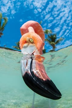 a bird that is floating in the water with its head above the water's surface