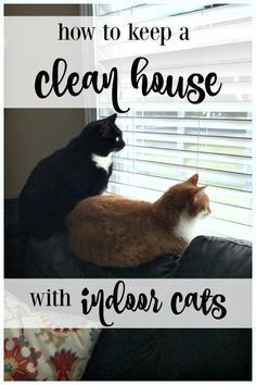 two cats sitting on top of a couch next to the words how to keep a clean house with indoor cats