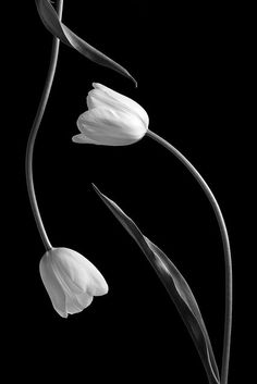 three white tulips in black and white on a dark background with long stems