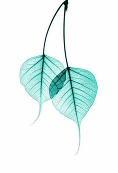 two green leaves on a white background