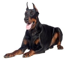 a black and brown dog laying down with its tongue out