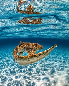 an underwater photo of a turtle swimming in the ocean