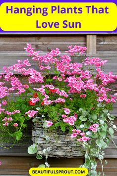 pink flowers in a basket with the words hanging plant that love sun on it's side