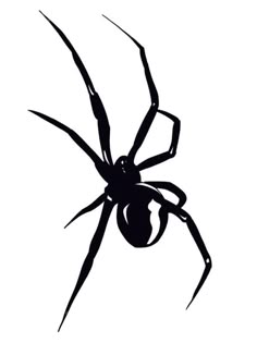 a black and white drawing of a spider