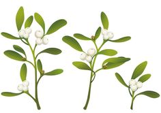 three branches with white berries and green leaves