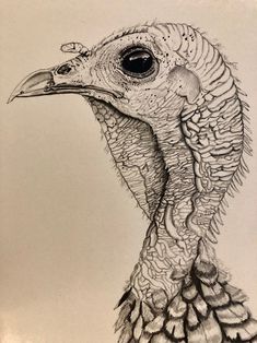 a pencil drawing of a turkey's head