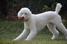 a white poodle holding an orange ball in its mouth