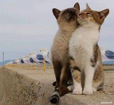 two cats sitting next to each other on top of a cement wall