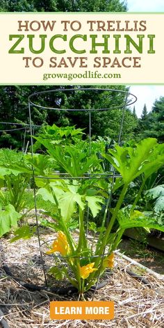 a garden with plants growing in it and the words how to trellis zucchini to save space