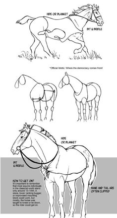 how to draw a horse's head and neck in three easy steps step by step