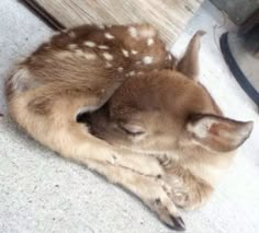 a baby deer is curled up on the floor