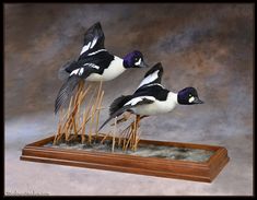 three black and white birds standing on top of grass in a wooden box with water