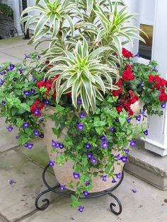 a potted plant with red, white and blue flowers