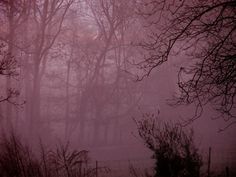 fog in the woods with trees and fence