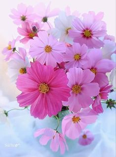 pink and white flowers are in a vase