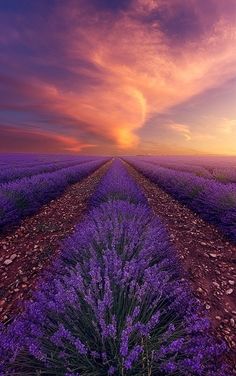 an oil painting of lavender fields at sunset