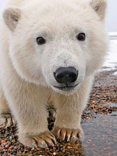 a white polar bear standing on top of a rocky beach next to the ocean and looking at the camera