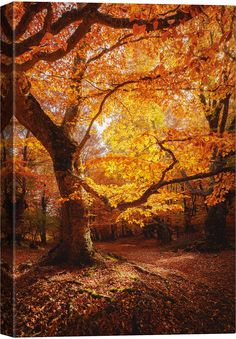 an orange tree in the middle of a forest with lots of leaves on it's ground