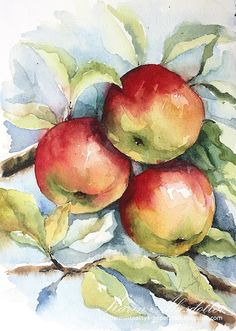 watercolor painting of three apples on a branch