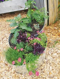 a garden filled with lots of different types of plants