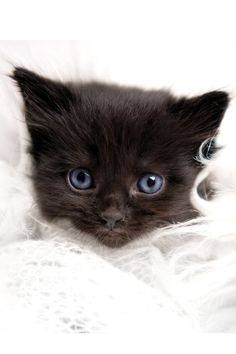 a black kitten with blue eyes laying down