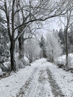 a snow covered road surrounded by trees and bushes