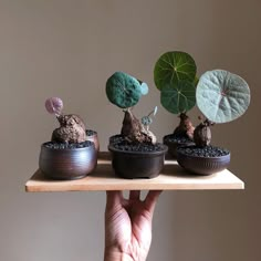 three small pots with plants growing out of them