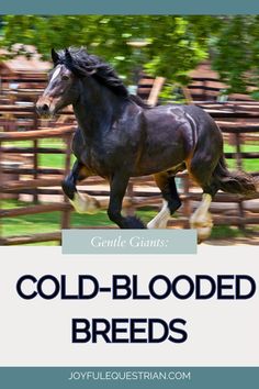 a black horse galloping in front of a fence with the words cold - blooded breeds