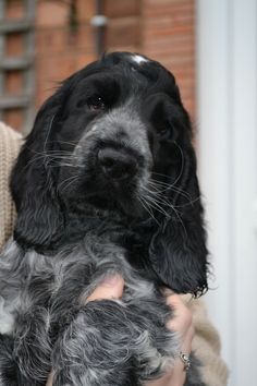 a black and gray dog is being held in someone's arms by its owner