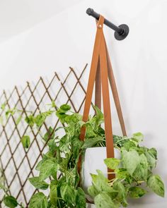 a potted plant is hanging on the wall next to a coat rack with hooks