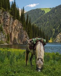 a horse grazing in the grass next to a lake