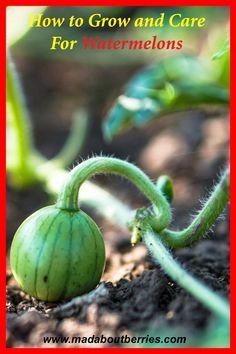 Learn how to grow watermelons with simple steps for planting, watering, and care. Enjoy sweet, juicy melons fresh from your garden!
#watermelons #fruitgarden #vegetablegarden #gardening