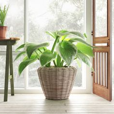 a plant in a wicker basket on a wooden floor next to an open door