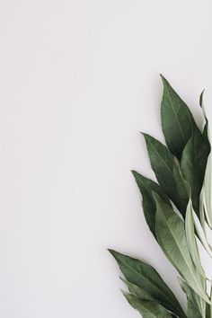 some green leaves on a white surface with space for the wording or image to put in it