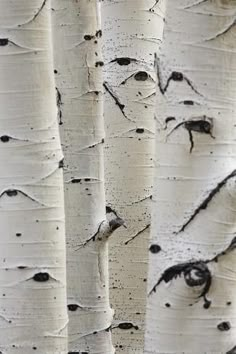 the trunks of white birch trees with black spots on them are shown in close up