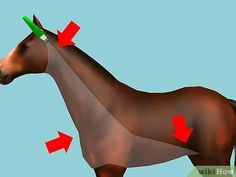 an animated horse with arrows pointing to its head