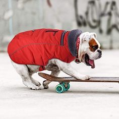 a dog wearing a red coat riding a skateboard