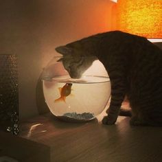 a cat looking at a fish in a bowl