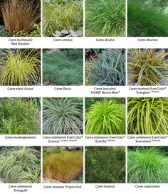 different types of plants and their names