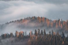 Szczyrk, Polska.Polish nature. Autumn mountains. Picturesque beauties. Beskydy Mountains in the fog. Photo of picturesque nature. Polish beauties.
Polska natura. Jesienne góry. Malownicze piękności. Beskidy we mgle. Zdjęcie malowniczej przyrody. Polskie piękności Autumn Mountains, Polish Mountains, Nature Autumn, The Fog, Nature Backgrounds, Hd Photos, Forest, Natural Landmarks, Travel