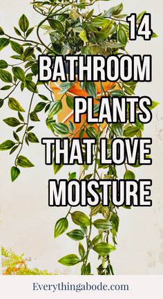 bathroom plants that love moisture and are easy to grow in the summer or fall season