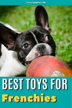 a black and white dog chewing on a toy with the title best toys for frenchies